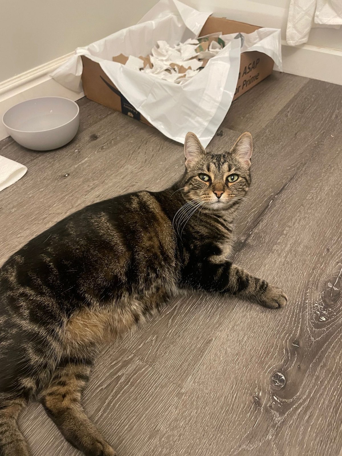 Found Cat in Boulder, Colorado — listing photo