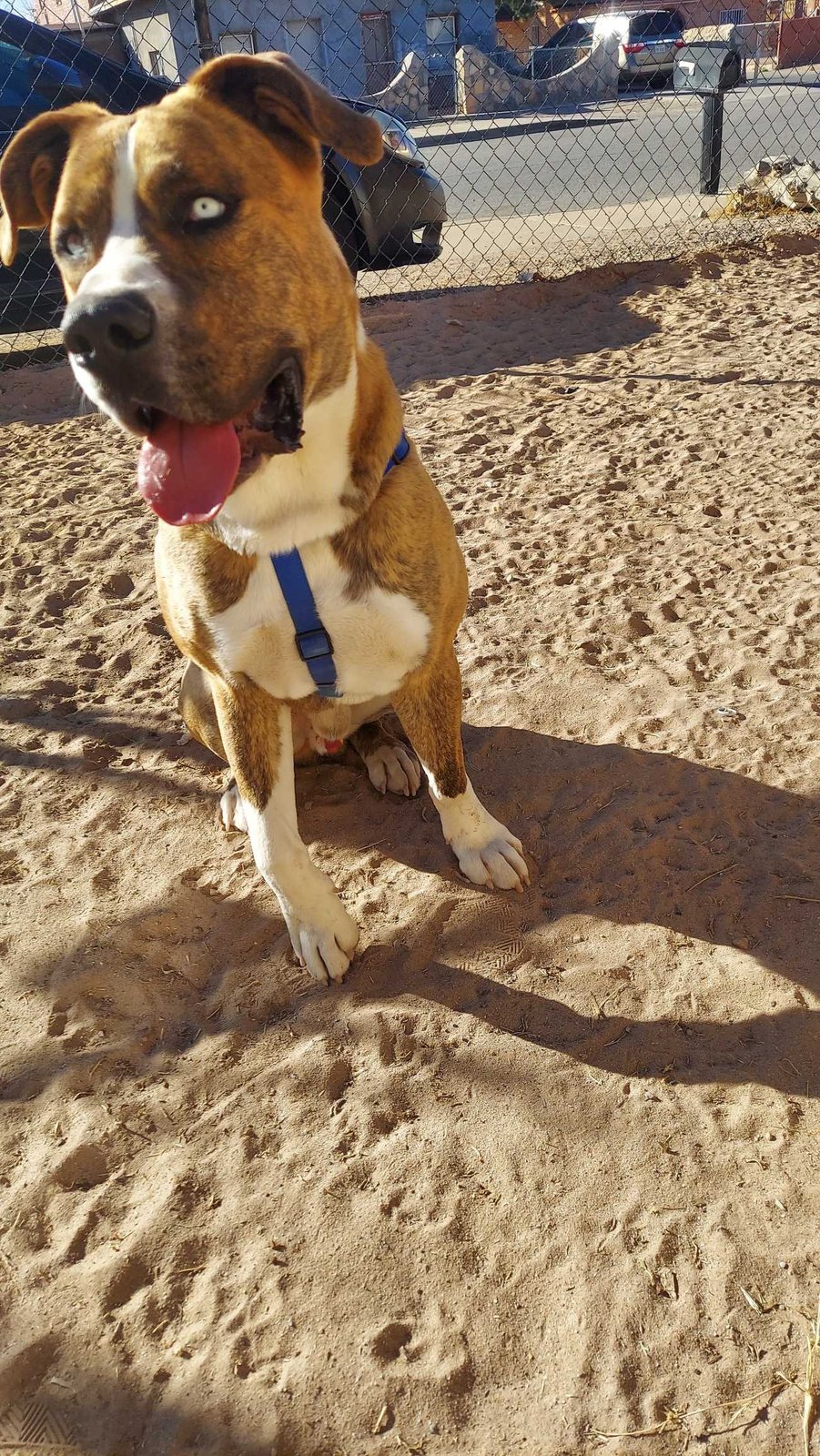 Lost Dog in El Paso, Texas — listing photo