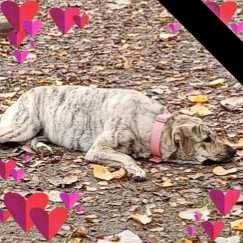 Lost Dog in San Antonio, Texas — listing photo