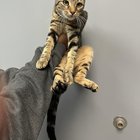 Lost Cat in Philadelphia, Pennsylvania — listing photo