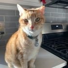 lost cat in Milwaukee, Wisconsin