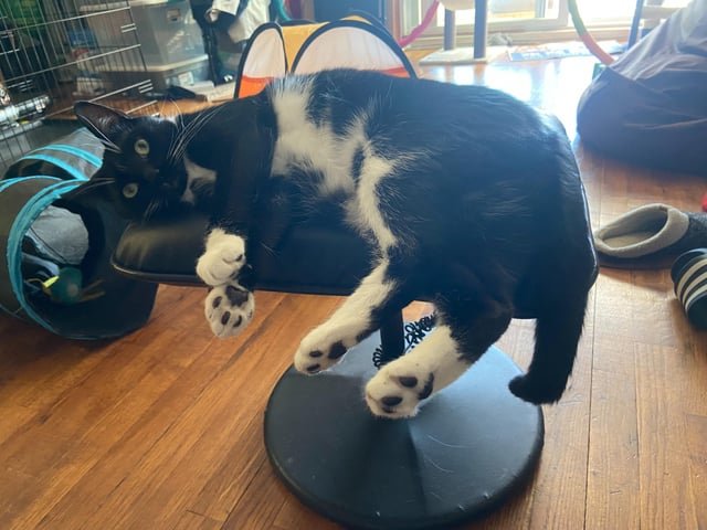 Lost Cat in New York, New York — Bensonhurst - Cat still missing