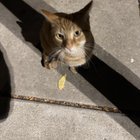 Lost Cat in Chicago, Illinois — listing photo