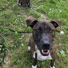 lost dog in Kansas City, Missouri