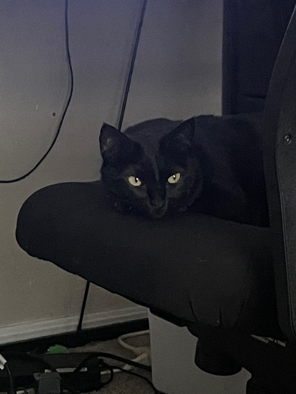 Lost Cat in Harrah — listing photo