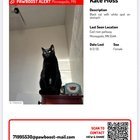 Pet alert in Minneapolis, Minnesota — Cat reunited!!!