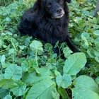 Lost Dog in Portland, Oregon — SE Lost Dog - DO NOT APPROACH