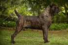 Found Dog in San Francisco, California — Dog Attack Bernal Heights - Owner Fled the Scene