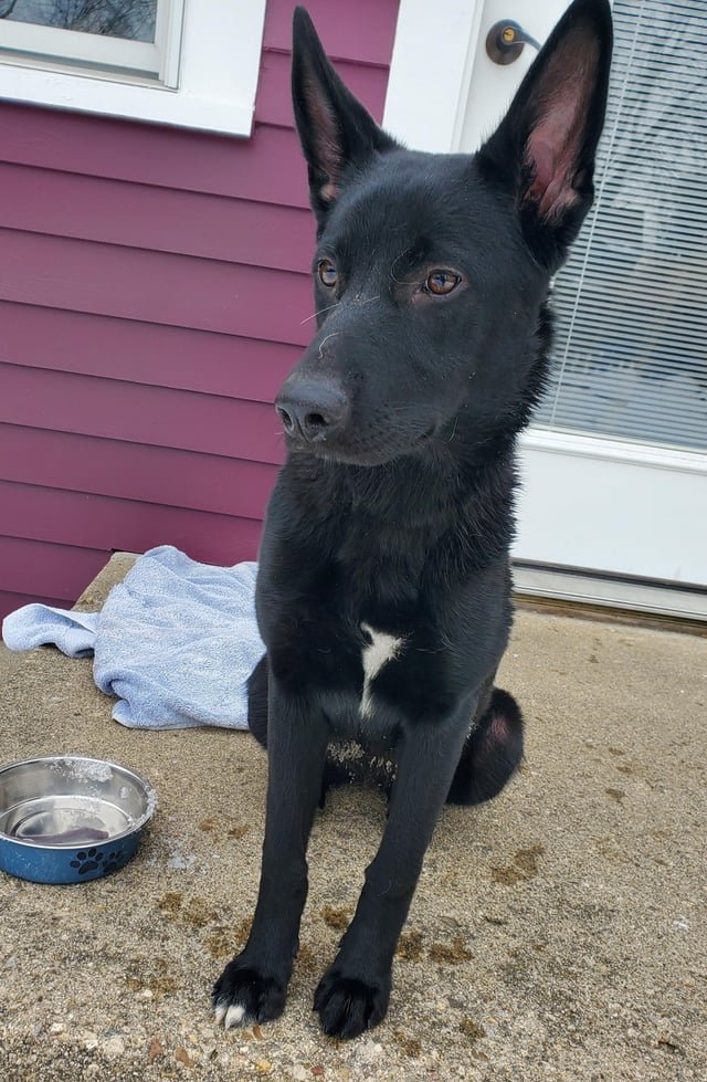 Lost Dog in Indianapolis, Indiana — listing photo