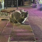 found cat in Dallas, Texas