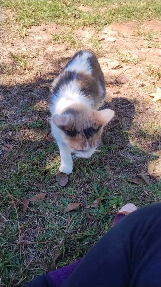 Lost Cat in Inman — listing photo