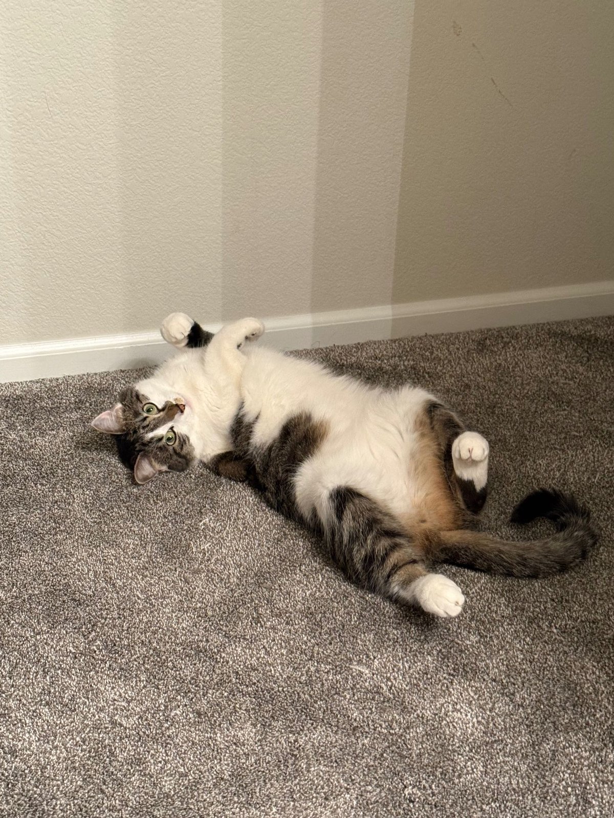 Lost Cat in Thornton, Colorado — listing photo