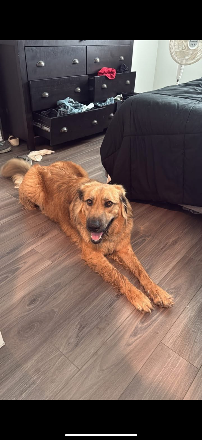 Found Dog in TX 75119 — listing photo