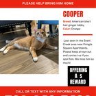 Lost Cat in Charlotte, North Carolina — listing photo