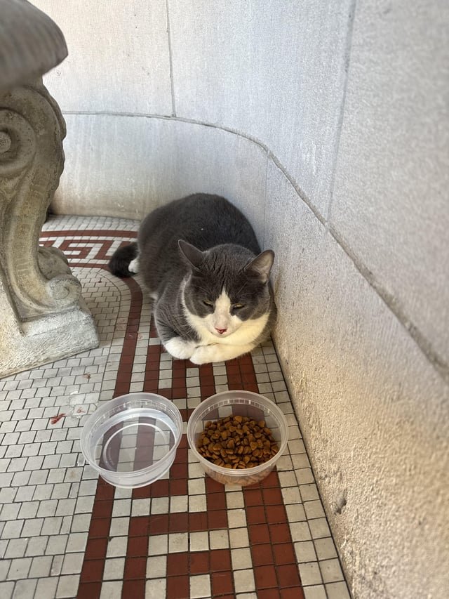 lost cat in Washington, District of Columbia