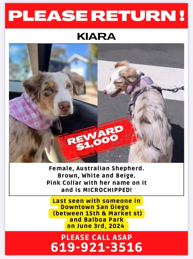 Lost Dog in San Diego, California — listing photo