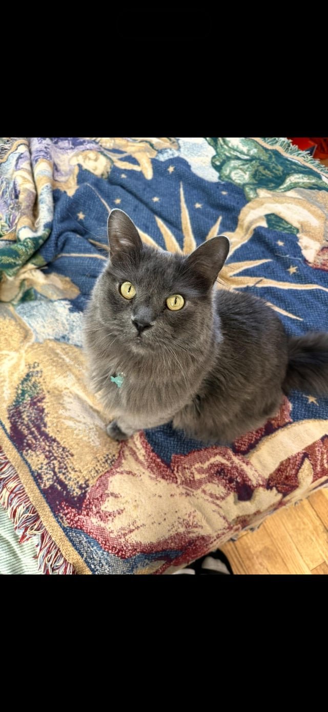 lost pet in Denver, Colorado