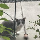 Lost Cat in Spokane, Washington — Cheney found cat gray and white