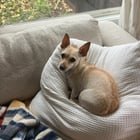 lost dog in San Francisco, California
