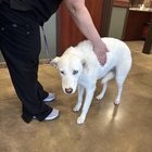 Lost Dog in San Antonio, Texas — listing photo