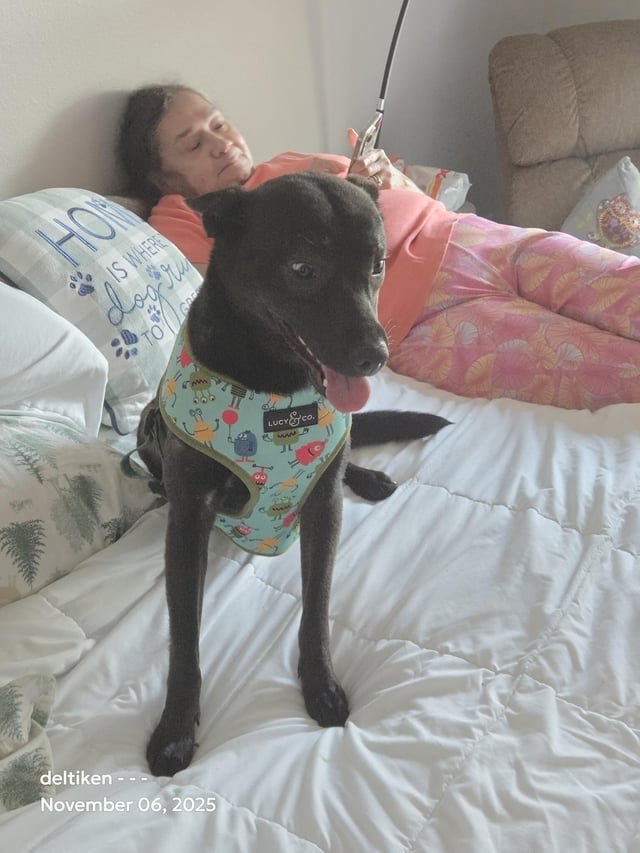 Found Dog in San Antonio, Texas — Dog found in Carriage Hills/Northwest side
