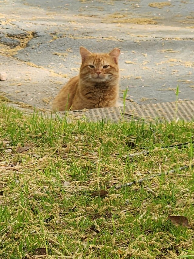 Pet alert in Raleigh, North Carolina — Is Anyone Missing an Orange Cat?