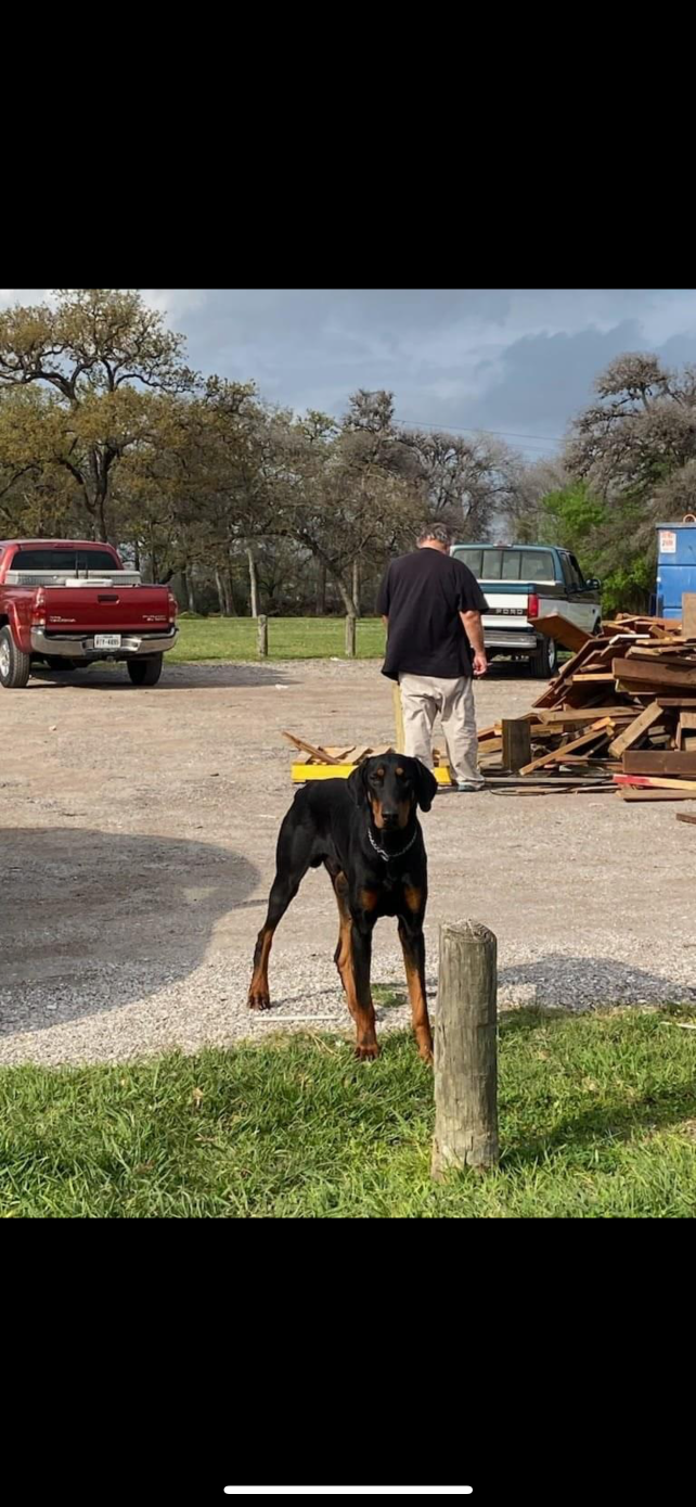 Lost Dog in Houston, Texas — listing photo