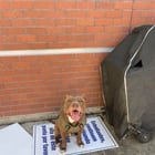 Lost Pet in Sacramento, California — listing photo