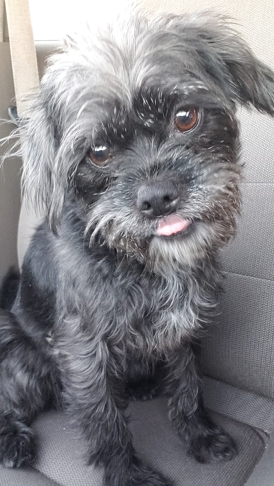 Found Dog in El Paso, Texas — listing photo