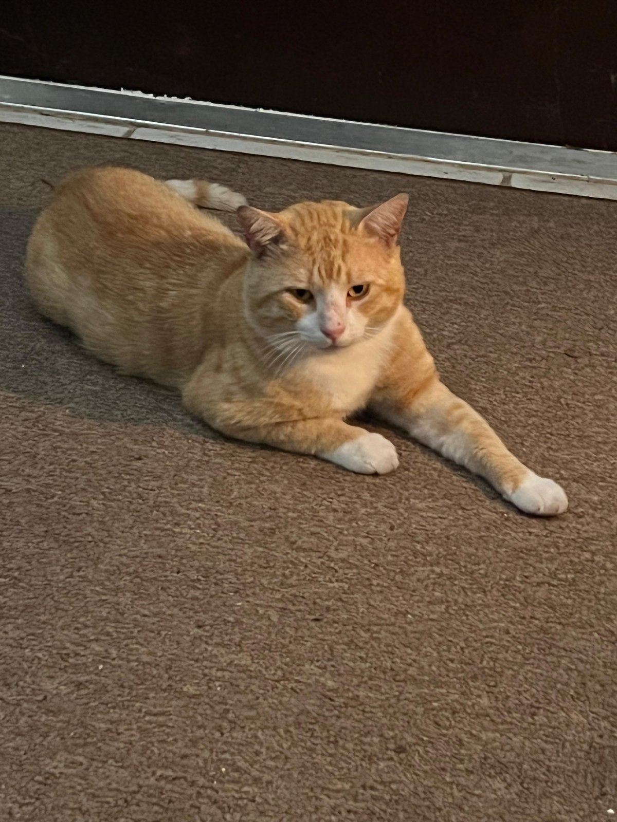 Lost Cat in Miami, Florida — listing photo