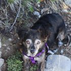 Lost Dog in K — listing photo