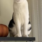 lost cat in San Francisco, California