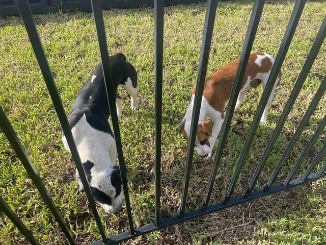 found dog in Jacksonville, Florida