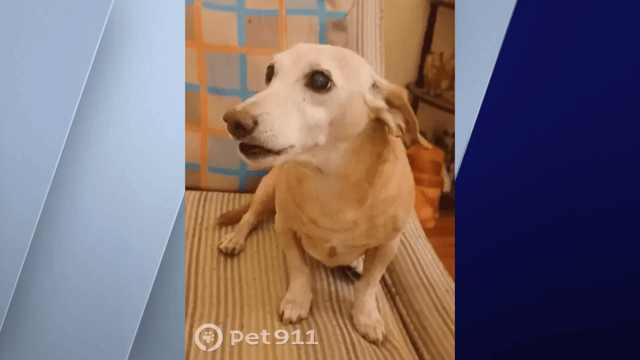 found dog in Chicago, Illinois