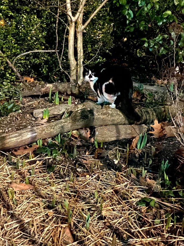 Lost Cat in New York, New York — Anyone missing a cat on the Upper East Side? Seen yesterday & today at Carl Schurz Park around…