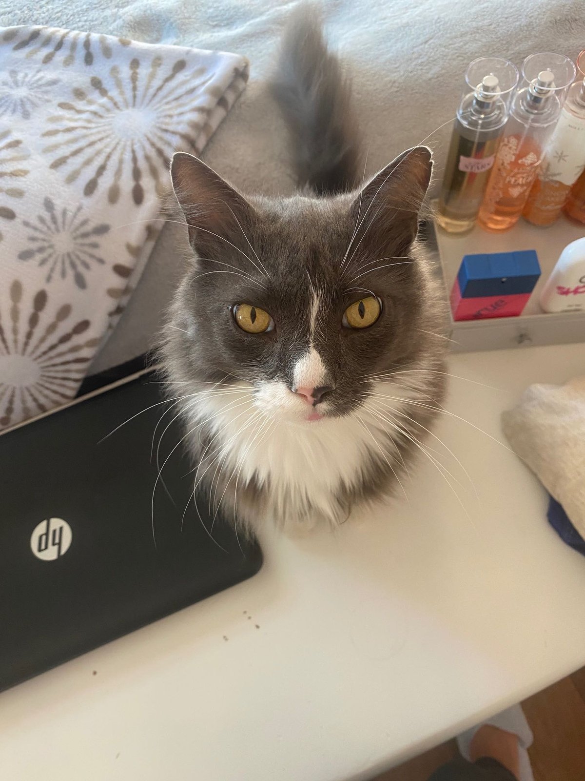 Lost Cat in Warner Robins, Georgia — listing photo