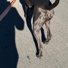 Lost Pet in Denver, Colorado — Dog lost on Colfax today 5/16 around 1:30 pm, please BOLO
