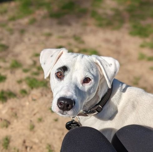 Lost Dog in Houston, Texas — listing photo