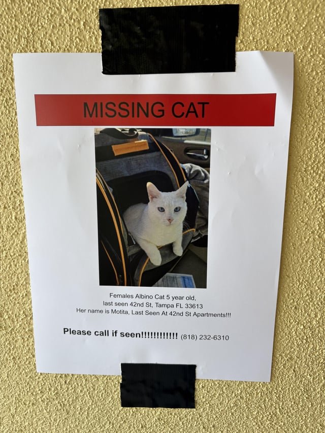 Lost Pet in Tampa, Florida — listing photo