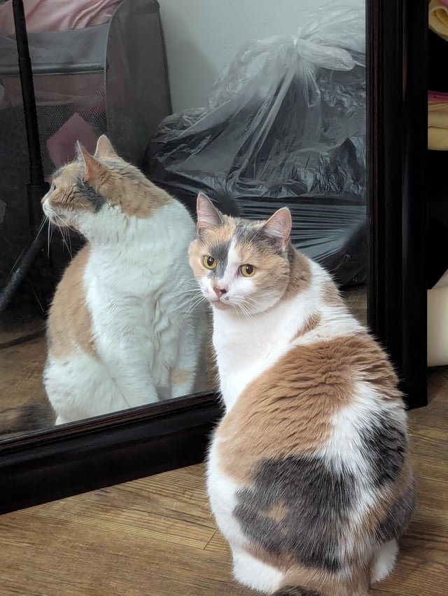lost cat in Reno, Nevada