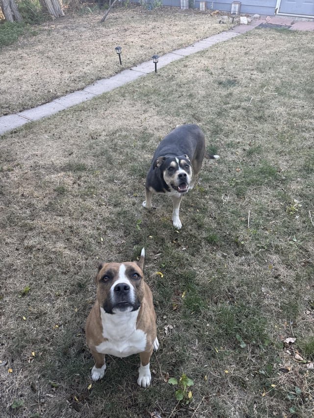 Found Dog in Denver, Colorado — listing photo
