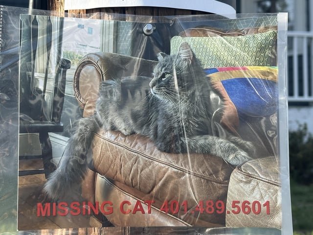 lost cat in Providence, Rhode Island