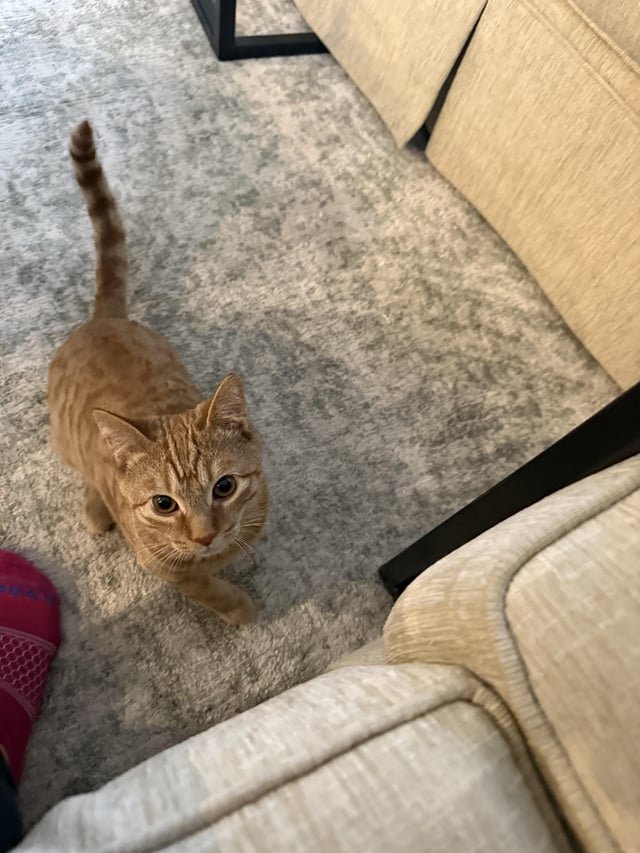 Found Cat in Dayton, Ohio — listing photo