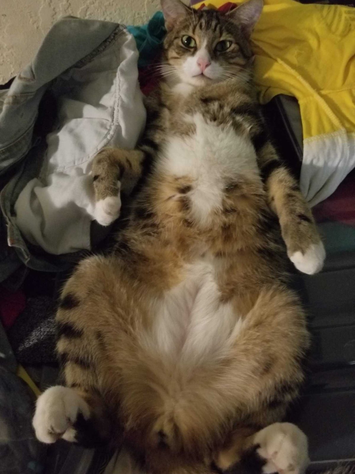 Lost Cat in Sacramento, California — listing photo
