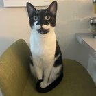 lost cat in Denver, Colorado