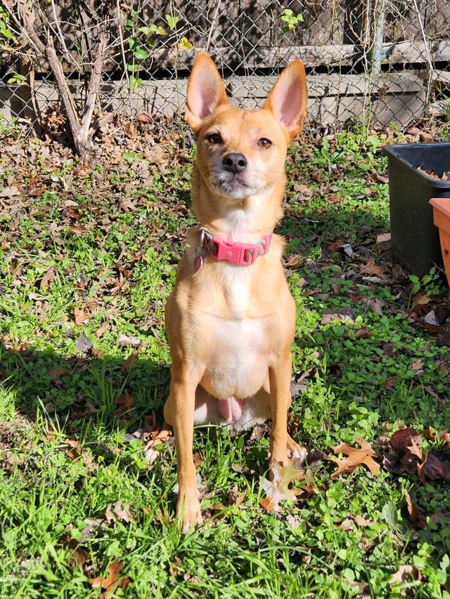 lost dog in Plano, Texas
