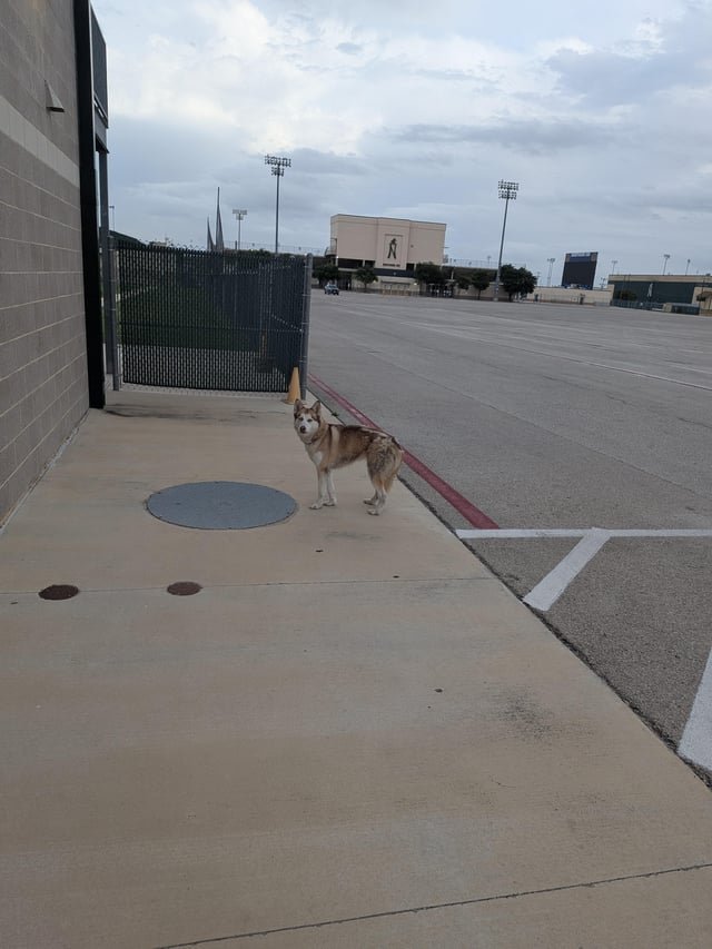 Lost Dog in San Antonio, Texas — listing photo