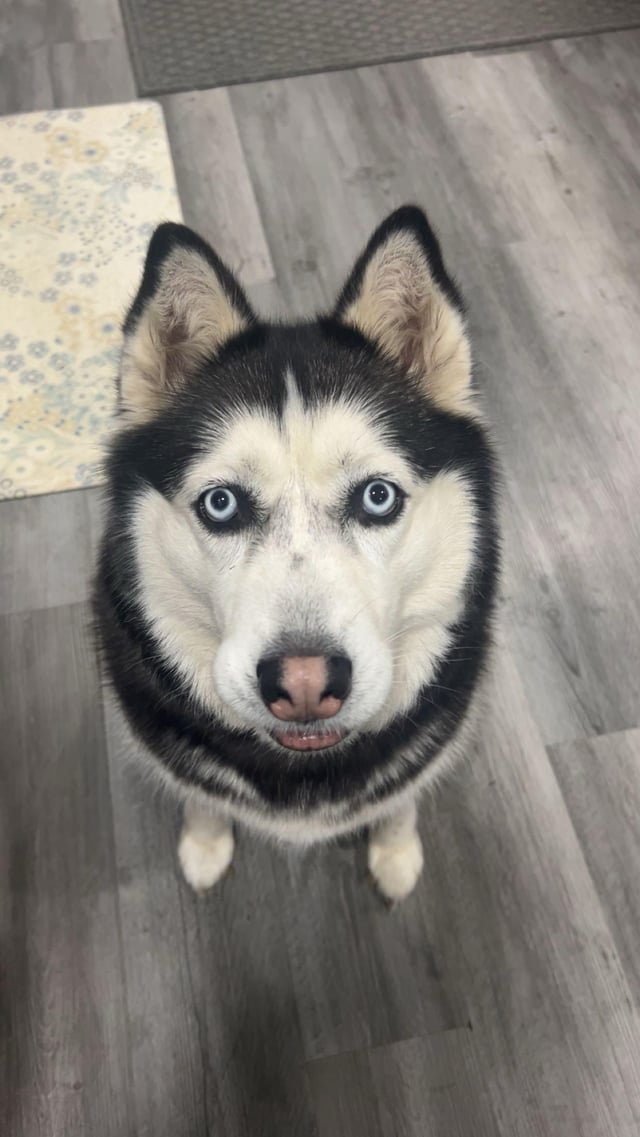 lost pet in Indianapolis, Indiana