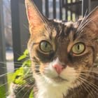 lost cat in Charlotte, North Carolina