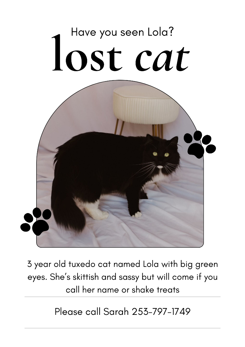 Lost Cat in Seattle, Washington — listing photo